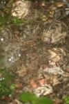 <img100*0:stuff/z/73640/rainwater%2520reference/i1275877947_17.jpg>