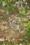 <img100*0:stuff/z/73640/rainwater%2520reference/i1275877947_9.jpg>