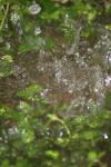 <img100*0:stuff/z/73640/rainwater%2520reference/i1275877948_20.jpg>