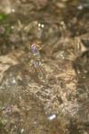 <img100*0:stuff/z/73640/rainwater%2520reference/i1275877948_21.jpg>