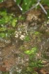<img100*0:stuff/z/73640/rainwater%2520reference/i1275877948_24.jpg>