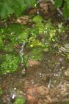 <img100*0:stuff/z/73640/rainwater%2520reference/i1275877948_28.jpg>