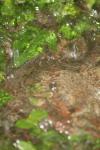 <img100*0:stuff/z/73640/rainwater%2520reference/i1275877948_32.jpg>