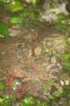 <img100*0:stuff/z/73640/rainwater%2520reference/i1275877949_36.jpg>