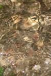<img100*0:stuff/z/73640/rainwater%2520reference/i1275877949_37.jpg>