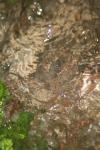 <img100*0:stuff/z/73640/rainwater%2520reference/i1275877949_41.jpg>