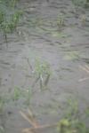<img100*0:stuff/z/73640/rainwater%2520reference/i1275879241_2.jpg>