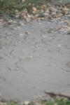 <img100*0:stuff/z/73640/rainwater%2520reference/i1275879243_17.jpg>