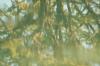 <img100*0:stuff/z/73640/reflections%2520reference/i1257803960_3.jpg>