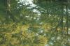 <img100*0:stuff/z/73640/reflections%2520reference/i1257803960_5.jpg>