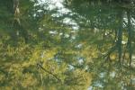Reflections Reference