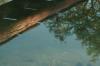 <img100*0:stuff/z/73640/reflections%2520reference/i1257803960_6.jpg>