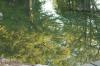 <img100*0:stuff/z/73640/reflections%2520reference/i1257803961_12.jpg>