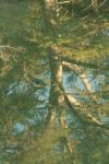 <img100*0:stuff/z/73640/reflections%2520reference/i1257803961_15.jpg>
