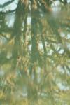 <img100*0:stuff/z/73640/reflections%2520reference/i1257803961_16.jpg>