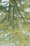 <img100*0:stuff/z/73640/reflections%2520reference/i1257803961_9.jpg>