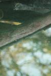 <img100*0:stuff/z/73640/reflections%2520reference/i1257803962_20.jpg>
