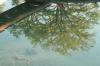 <img100*0:stuff/z/73640/reflections%2520reference/i1257803962_21.jpg>