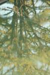 <img100*0:stuff/z/73640/reflections%2520reference/i1257803962_23.jpg>