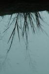 <img100*0:stuff/z/73640/reflections%2520reference/i1257803962_24.jpg>