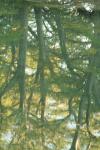 <img100*0:stuff/z/73640/reflections%2520reference/i1257803962_25.jpg>