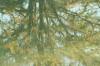 <img100*0:stuff/z/73640/reflections%2520reference/i1257803963_30.jpg>