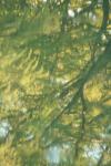 <img100*0:stuff/z/73640/reflections%2520reference/i1257803963_32.jpg>