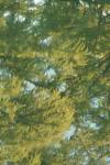 <img100*0:stuff/z/73640/reflections%2520reference/i1257803963_33.jpg>