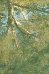 <img100*0:stuff/z/73640/reflections%2520reference/i1257803963_36.jpg>
