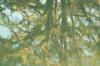 <img100*0:stuff/z/73640/reflections%2520reference/i1257803963_37.jpg>