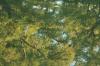 <img100*0:stuff/z/73640/reflections%2520reference/i1257803963_39.jpg>