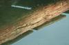 <img100*0:stuff/z/73640/reflections%2520reference/i1257803963_40.jpg>