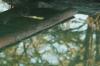 <img100*0:stuff/z/73640/reflections%2520reference/i1257803964_41.jpg>