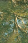 <img100*0:stuff/z/73640/reflections%2520reference/i1257804212_1.jpg>