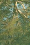<img100*0:stuff/z/73640/reflections%2520reference/i1257804212_2.jpg>