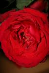 <img100*0:stuff/z/73640/rose%2520ref%2520upload/i1266601368_1.jpg>