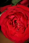 <img100*0:stuff/z/73640/rose%2520ref%2520upload/i1266601369_2.jpg>