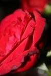 <img100*0:stuff/z/73640/rose%2520ref%2520upload/i1266601370_3.jpg>