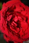 <img100*0:stuff/z/73640/rose%2520ref%2520upload/i1266601370_4.jpg>