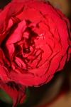 <img100*0:stuff/z/73640/rose%2520ref%2520upload/i1266601371_5.jpg>