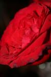 <img100*0:stuff/z/73640/rose%2520ref%2520upload/i1266601372_6.jpg>