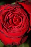 <img100*0:stuff/z/73640/rose%2520ref%2520upload/i1266601373_7.jpg>