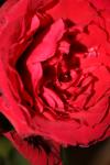 <img100*0:stuff/z/73640/rose%2520ref%2520upload/i1266601374_8.jpg>