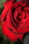 <img100*0:stuff/z/73640/rose%2520ref%2520upload/i1266601375_10.jpg>