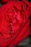 <img100*0:stuff/z/73640/rose%2520ref%2520upload/i1266601375_9.jpg>