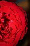 <img100*0:stuff/z/73640/rose%2520ref%2520upload/i1266601376_11.jpg>