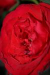 <img100*0:stuff/z/73640/rose%2520ref%2520upload/i1266601377_12.jpg>