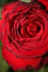 <img100*0:stuff/z/73640/rose%2520ref%2520upload/i1266601378_13.jpg>