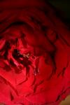 <img100*0:stuff/z/73640/rose%2520ref%2520upload/i1266601379_14.jpg>