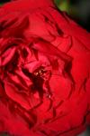 <img100*0:stuff/z/73640/rose%2520ref%2520upload/i1266601380_15.jpg>